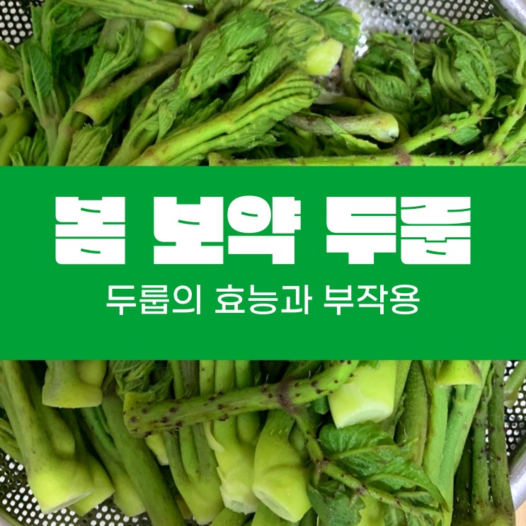  봄 보약 두룹 너무 좋아요!! Feat. 효능과 부작용