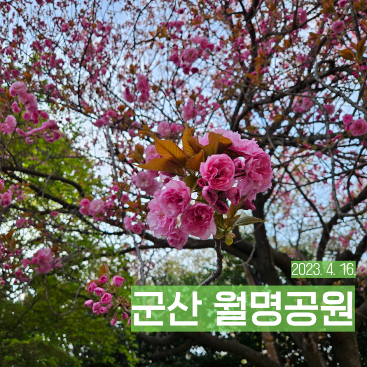 전북 군산 겹벚꽃 명소 추천 월명공원