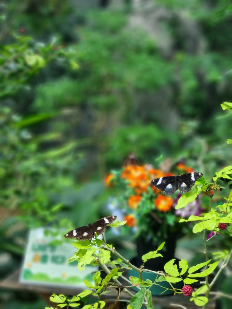  [서울/노원] 산책하러 가기 좋은 불암산 나비정원