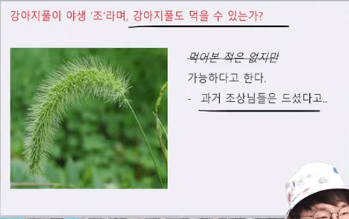  슈카월드 라이브 요약 부산경제의 어려움과 가지의 영어 이름 eggplant