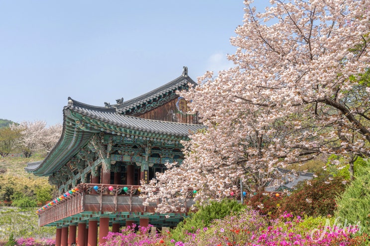 각원사 겹벚꽃 만개 천안 겹벚꽃 명소 꽃구경 각원사 겹벚꽃 만개 천안 겹벚꽃 명소 꽃구경