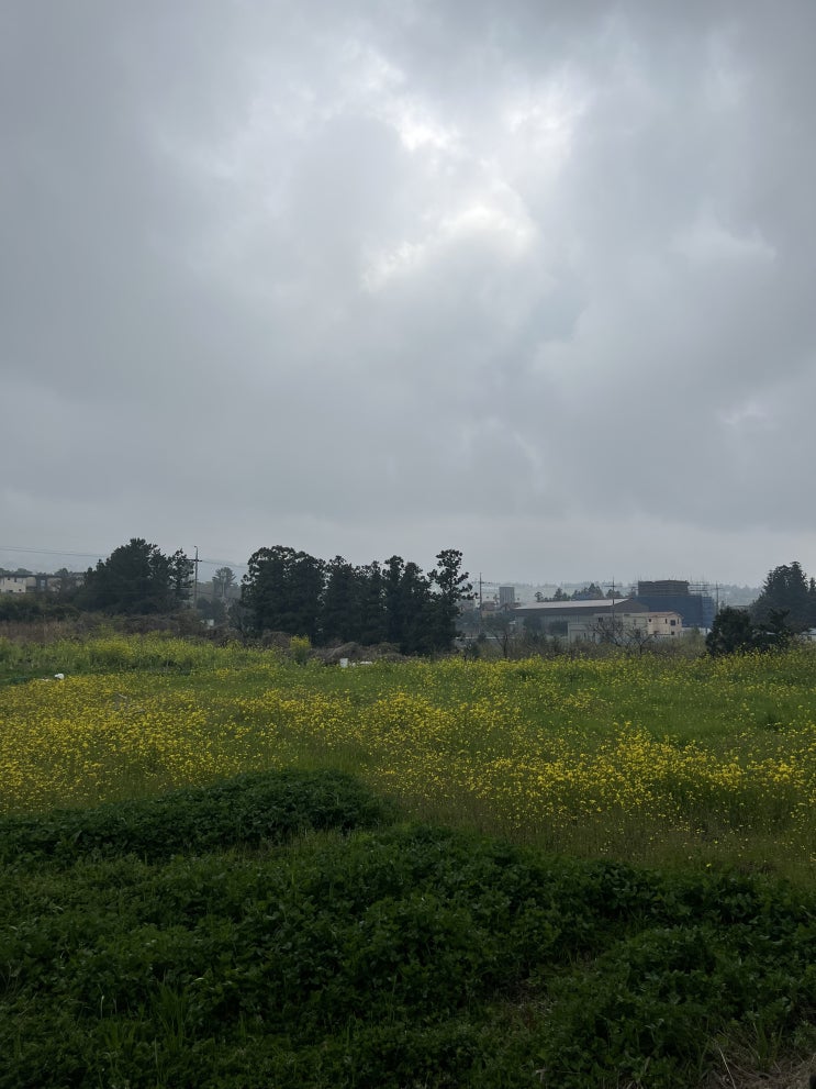  제주도 여행기 | 1일차 (김포공항, 제주렌트카, 황금손가락, 협재해수욕장, 서귀포올레시장)