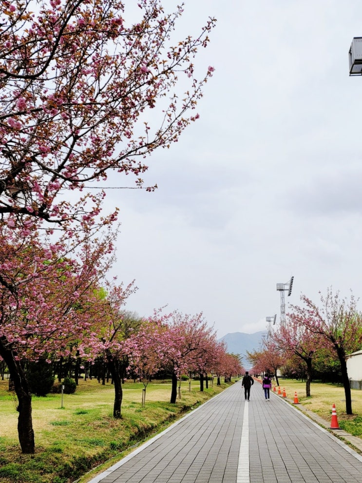  [경기도-하남] 미리 가보는 서울 근교 겹벚꽃 명소 미사조정경기장 실시간 현황, 가기 전 확인할 것 (지옥의 주차, 화장실)