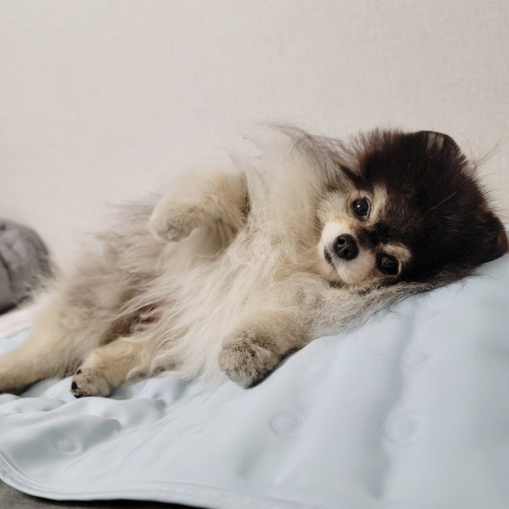  강아지 쿨매트 포메 여름 더위엔 아반펫 애견 쿨방석