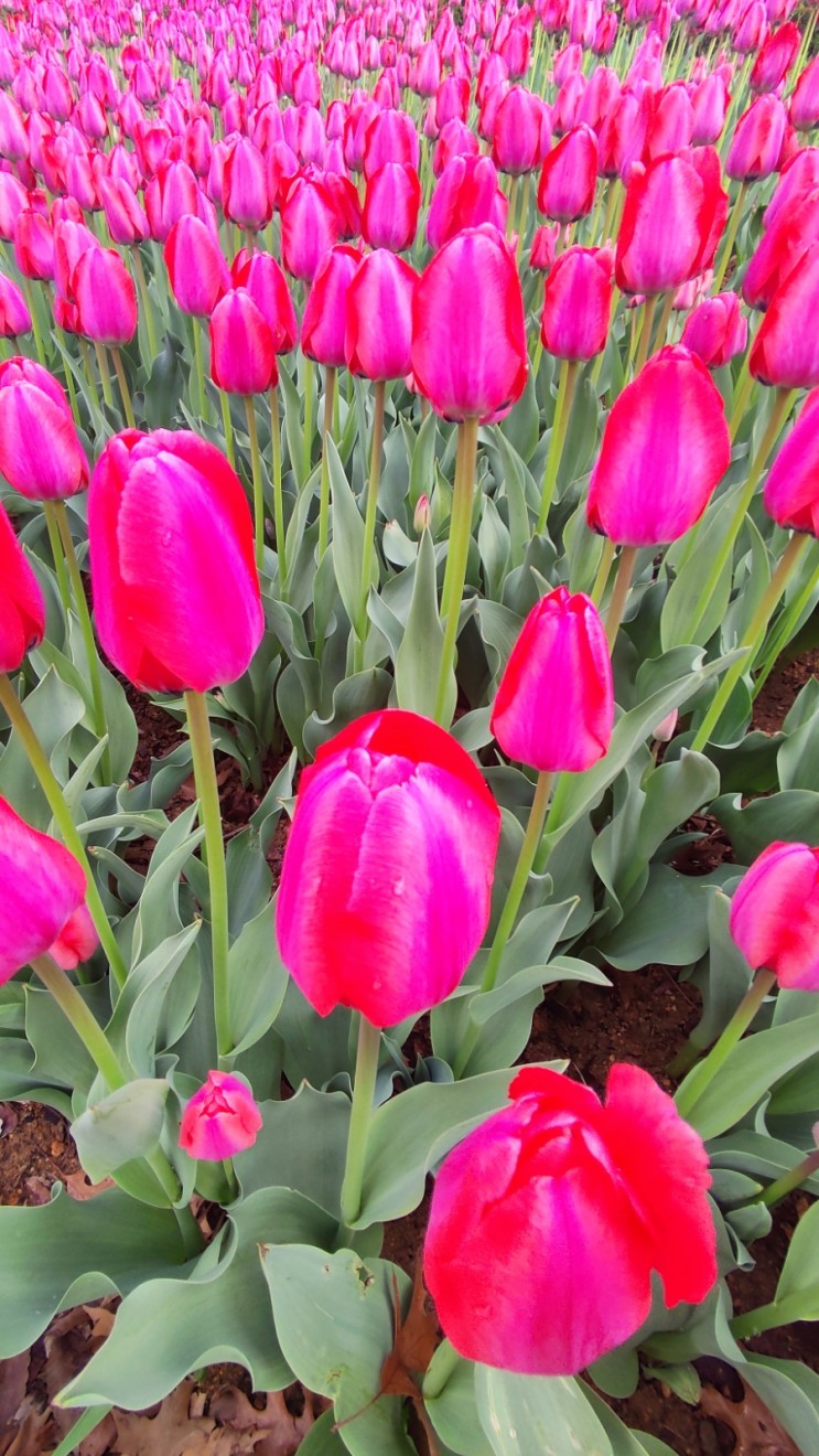 동탄 청계중앙공원 튤립 만개 봄꽃 구경