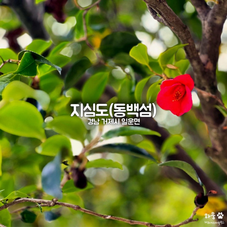  거제도여행 갈만한 곳 동백섬지심도 동백꽃｜배편 예약｜민박