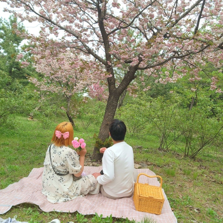 동해 겹벚꽃 명소 홍도공원 국내 봄 여행지 데이트 코스