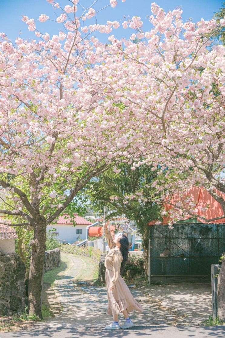 [ 제주겹벚꽃 ] 서귀포 중문 겹벚꽃 명소 제주 4월 여행
