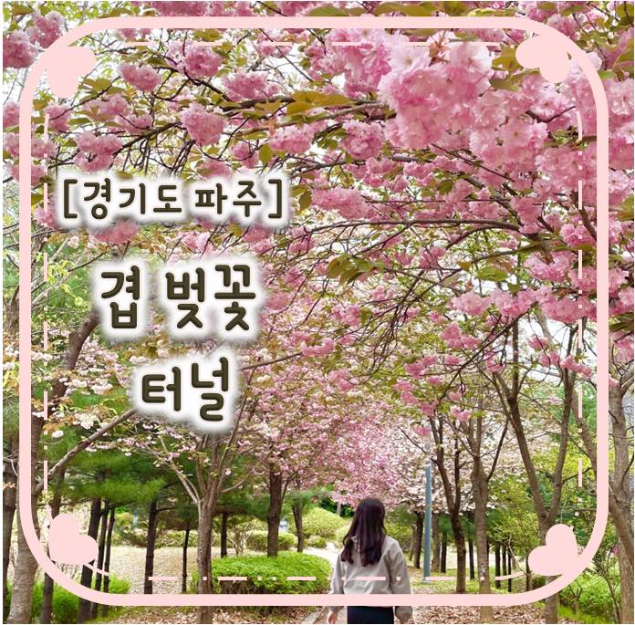 경기도 파주 겹벚꽃명소/파주 겹벚꽃터널 경기도 파주 겹벚꽃명소/파주 겹벚꽃터널