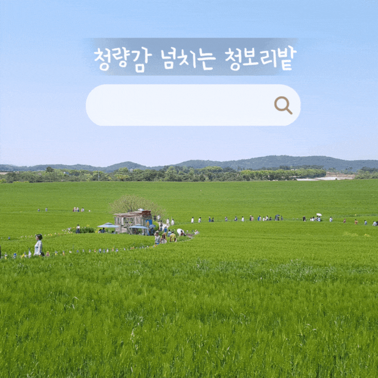  자연힐링 전라도 4월 축제 고창 청보리밭 유채꽃 도깨비 촬영지