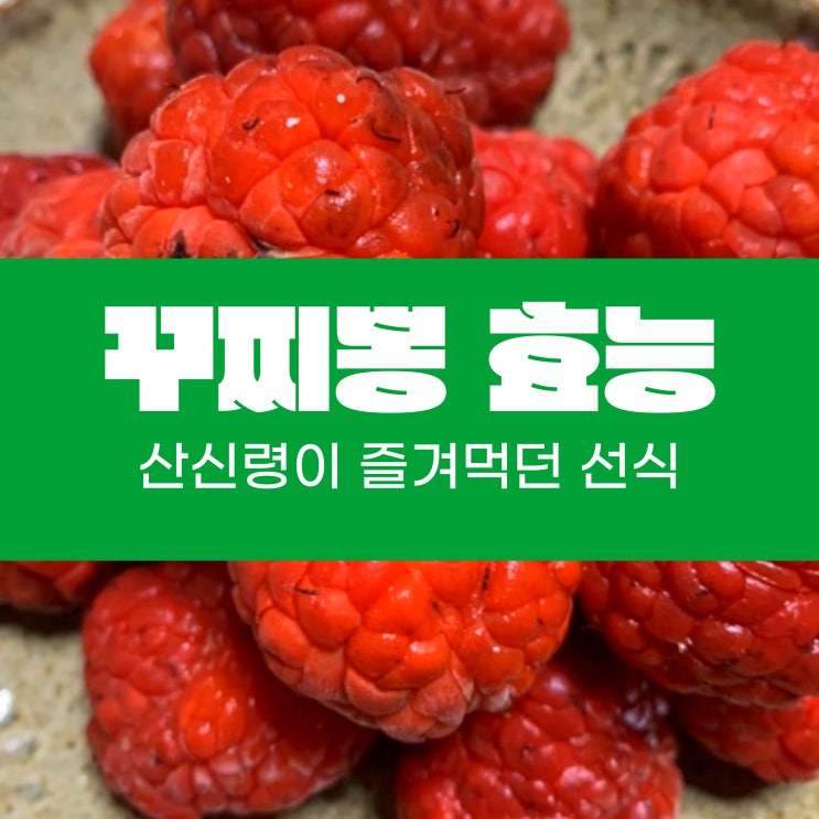 산신령이 즐겨먹던 선식 꾸지뽕 효능