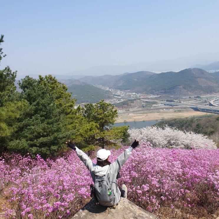  대구 와룡산 진달래 군락지