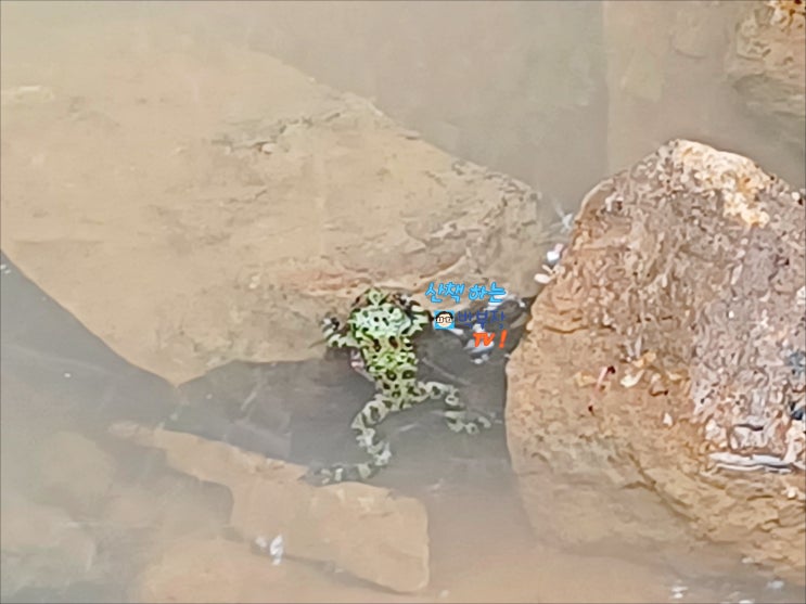 구봉산치유숲길 수정산체육공원 참개구리발견 dark spotted frog