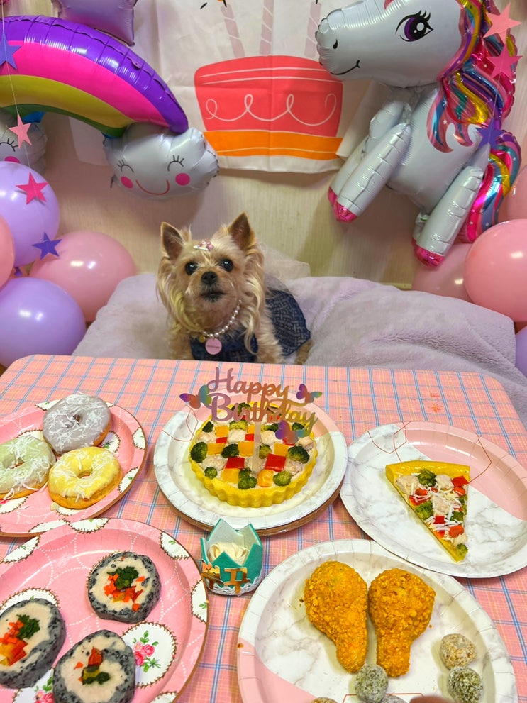  강아지 생일상 이뿌꾸 13살 생일파티~! 까까묵자 수제간식