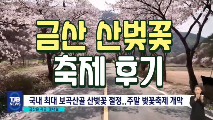 벚꽃 늦게 피는 곳, 대전 근교 숨은 벚꽃 명소 : 금산 산꽃벚꽃 축제 후기