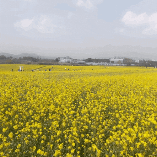  [경기/안성] 어린이날 가볼만한곳 안성팜랜드 호밀밭축제 기간 유채꽃 4월 개화 현황 + 예약 및 할인