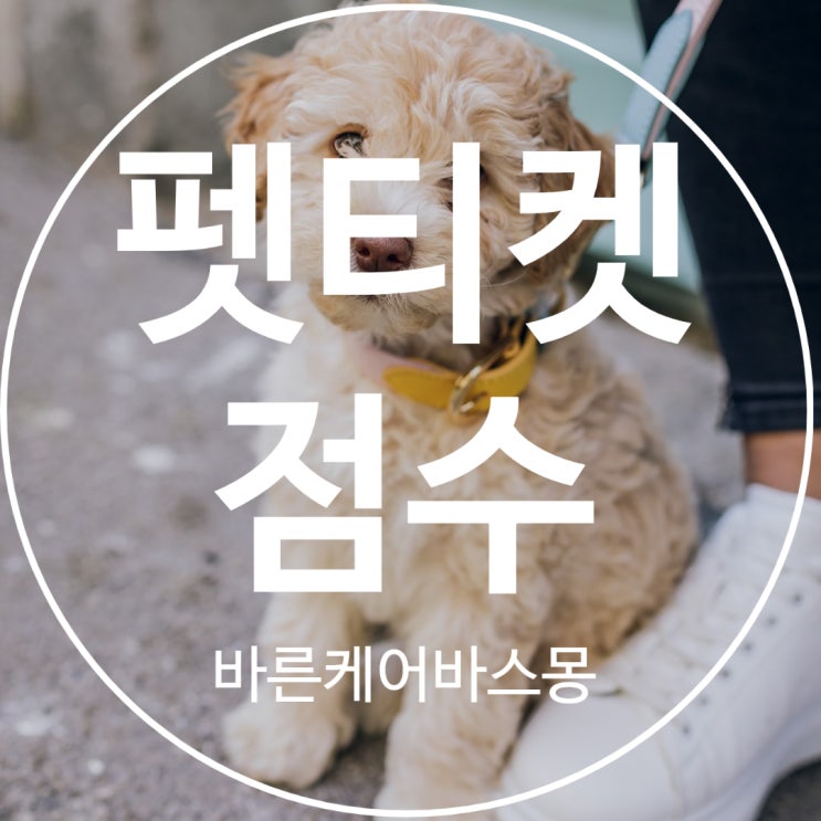  당신의  반려동물 펫 티켓 점수는요?