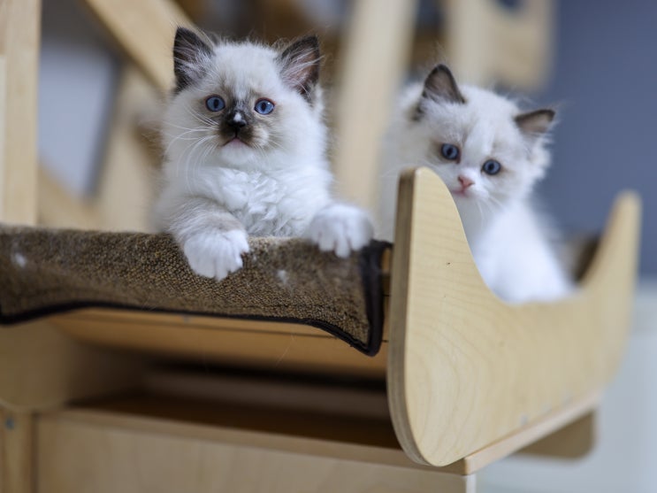  bpf 캣타워 as 수리 후기, 뚱냥이 랙돌 고양이 위한 튼튼한 원목 켓타워