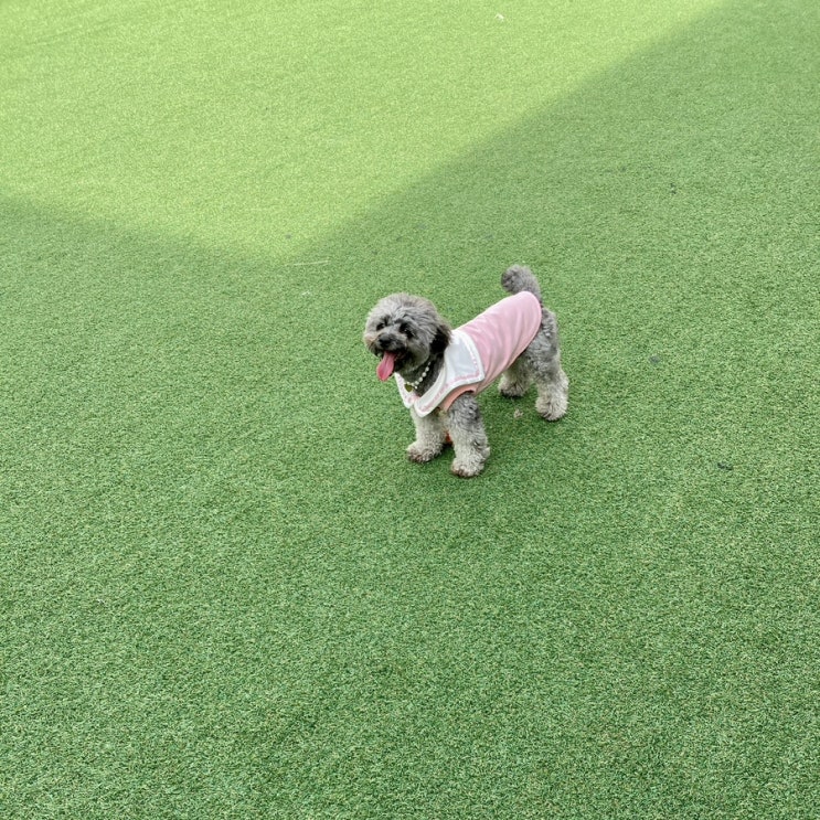  천안 애견운동장 :: 강아지 운동장 대관하여 놀기