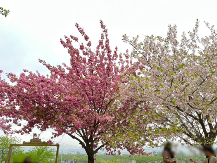 경주 겹벚꽃 명소 실시간 숲머리길(선덕여왕길) 보문호수 주차안내 경주 겹벚꽃 명소 실시간 숲머리길(선덕여왕길) 보문호수 주차안내