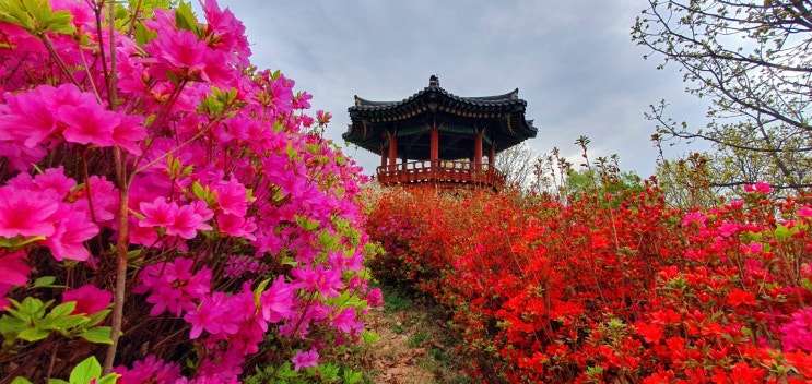 광명 도덕산 철쭉개화 현황 광명 도덕산 철쭉개화 현황
