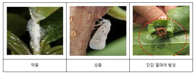 올해 돌발해충 부화 시기 평년보다 6~7일 빠르다 올해 돌발해충 부화 시기 평년보다 6~7일 빠르다
