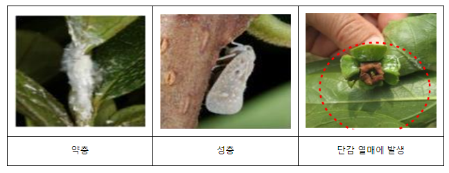 올해 돌발해충 부화 시기 평년보다 6~7일 빠르다