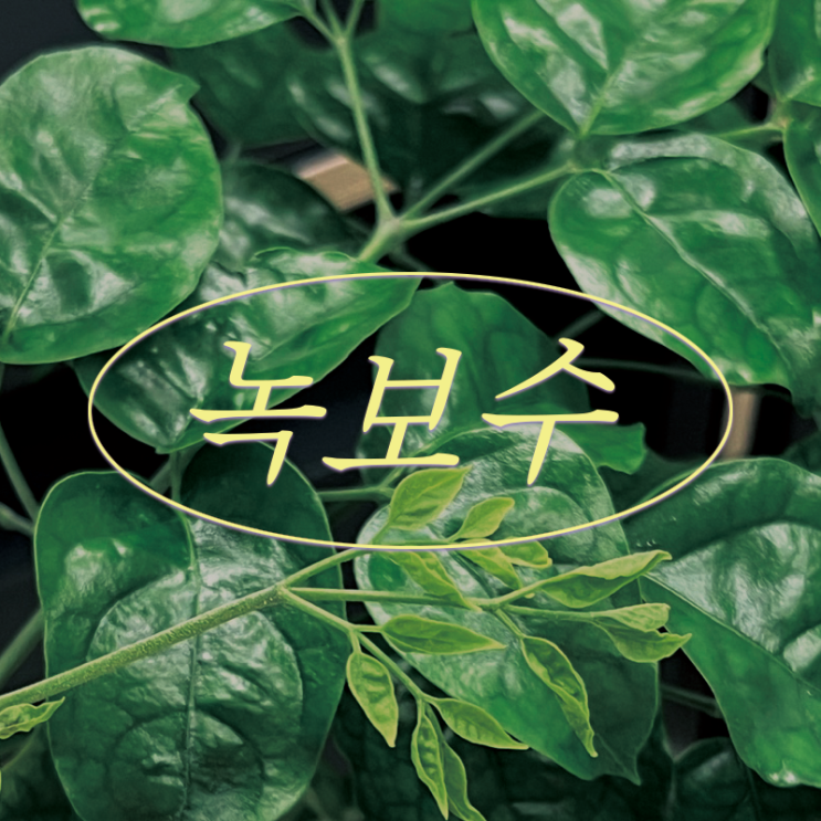 녹보수 꽃 피우다 (With.솜깍지벌레) 녹보수 꽃 피우다 (With.솜깍지벌레)
