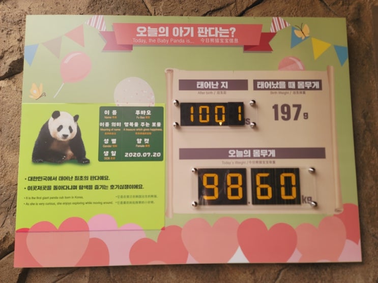  1001일 된 푸바오 #러바오 #아이바오