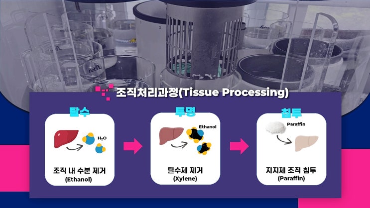  샘플 조직처리과정(Tissue Processing) 방법