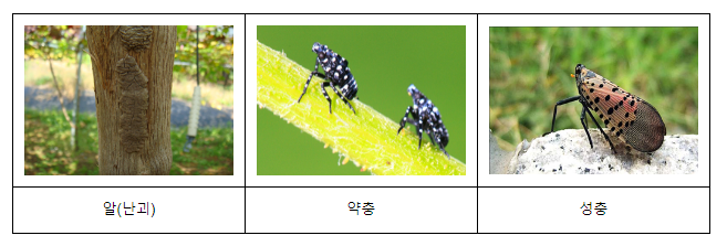 올해 돌발해충 부화 시기 평년보다 6~7일 빠르다_농촌진흥청 올해 돌발해충 부화 시기 평년보다 6~7일 빠르다_농촌진흥청