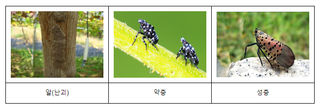 올해 돌발해충 부화 시기 평년보다 6~7일 빠르다_농촌진흥청