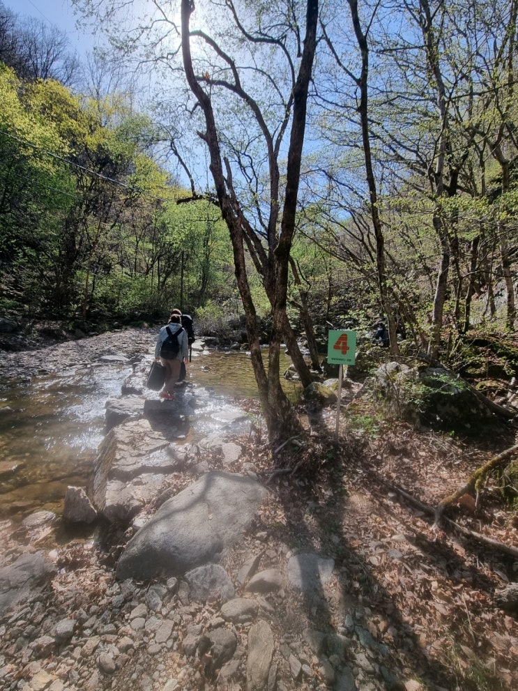  화야산 등산 야생화탐사 - 얼레지군락지
