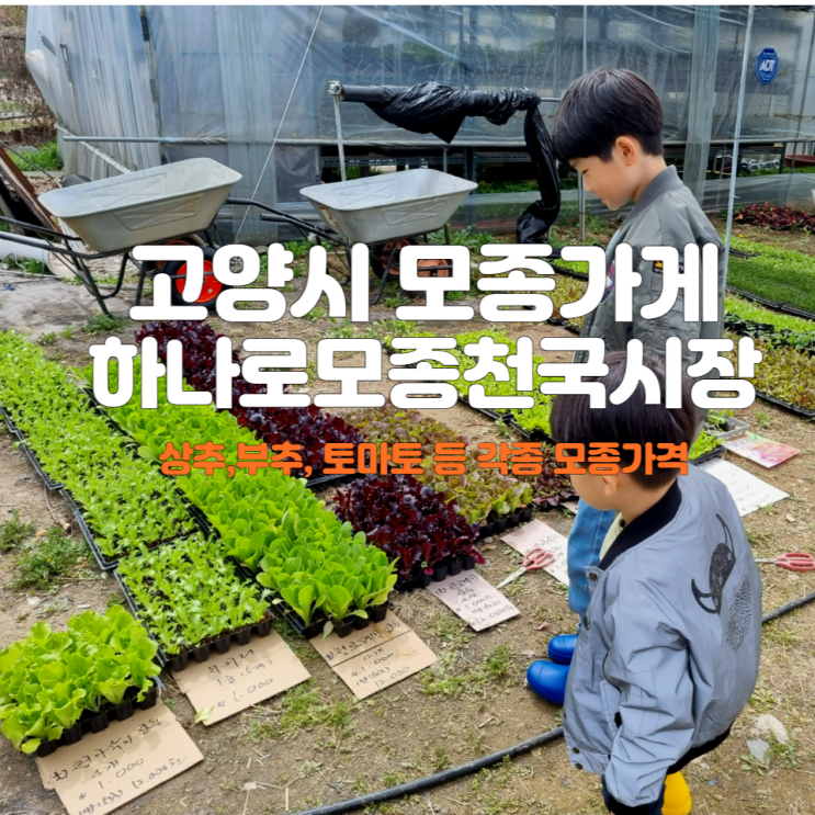  모종 사기 좋은 곳 하나로모종천국시장 모종 가격 4.16일 기준