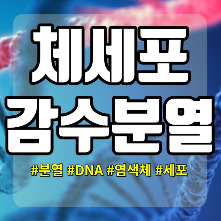  중등과학 체세포분열과 감수분열의 과정과 차이 비교해보자
