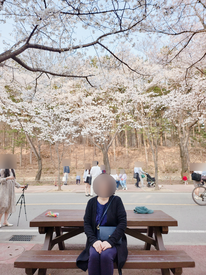 [인천의 대표공원 인천대공원]인천대공원 나들이 꽃놀이 벚꽃 명소 엄마랑 언니랑 구스랑 벚꽃축제 꽃구경 산책 관련 사진
