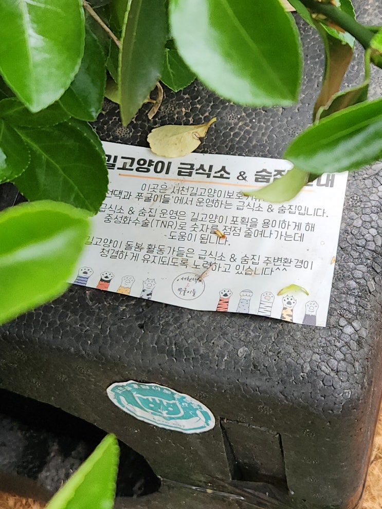  230415 길고양이보호협회 활동: 토요 급식 투어