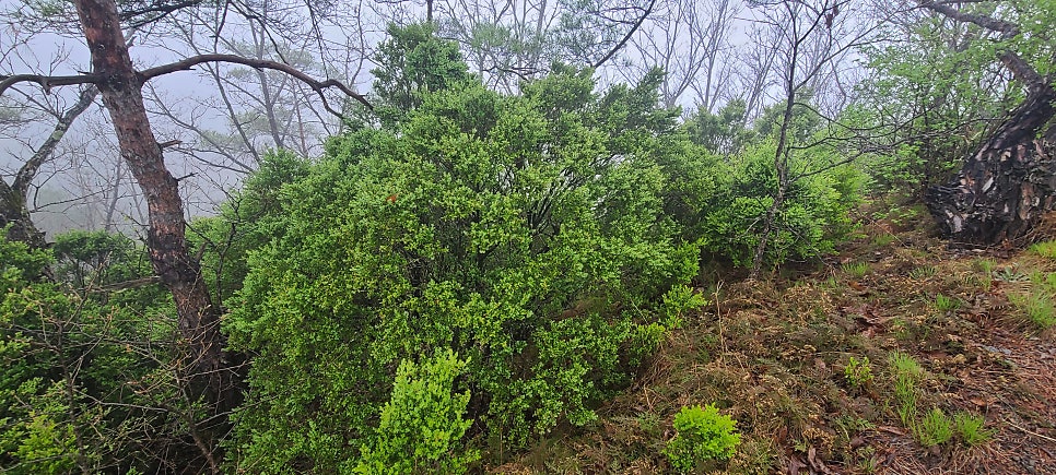 가두둑산 사진 5