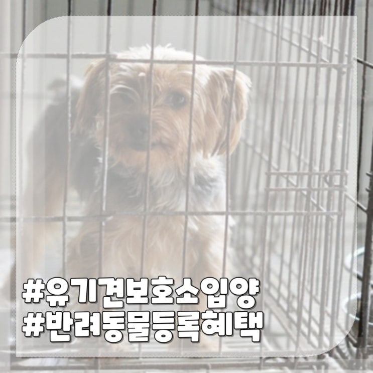  보호소에서 유기견 입양하면 좋은점,반려동물등록 지원 혜택도 챙겨요