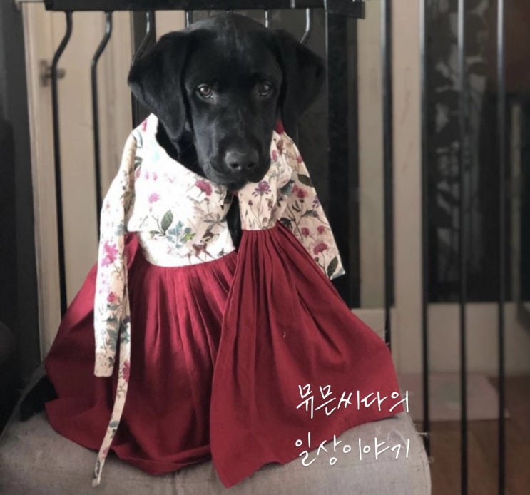  얼룩말 닮은 반려견 레오