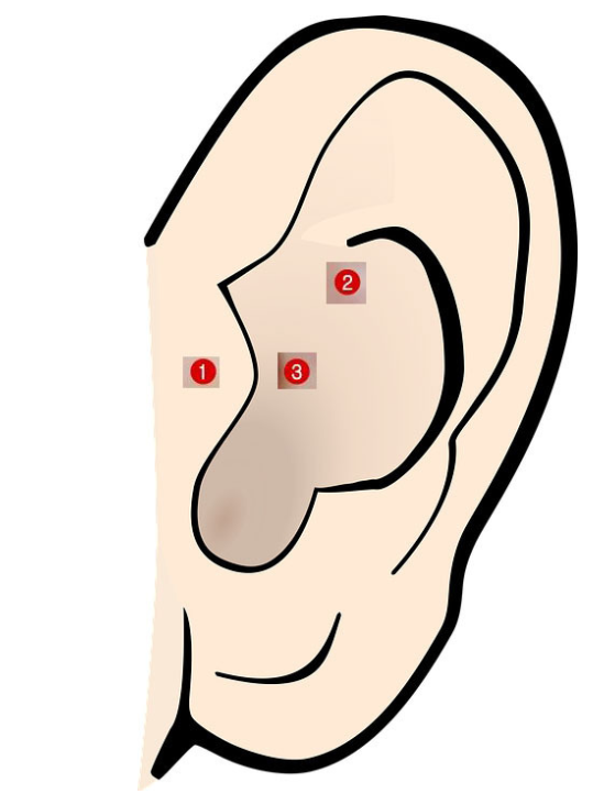 귀 혈자리 귀 지압점 집에서도 간단히 귀마사지 귀 지압 하는 방법 등 다양한 정보 : 네이버 블로그