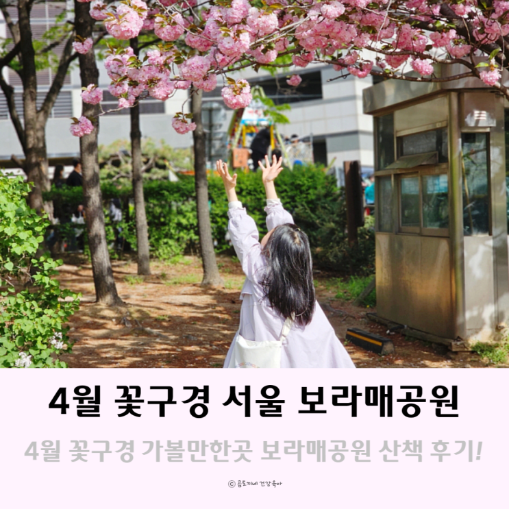 4월 꽃구경 가볼만한곳 서울 보라매공원 산책기 및 주차팁