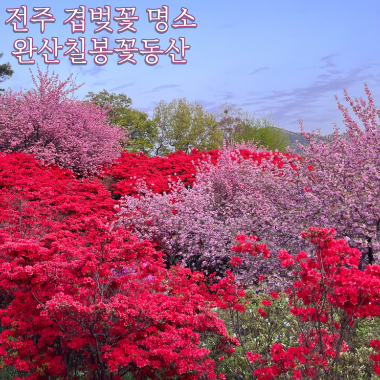  [전주 겹벚꽃 명소] "완산칠봉꽃동산" :: 전주 겹벚꽃 철쭉 구경하기 좋은 곳, 개화 상황, 주차장, 완산공원꽃동산 카페 봄