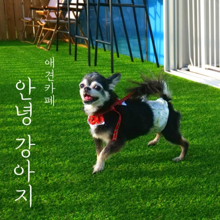  [하남] 귀여운 댕댕이와 테라스 있는 미사 애견카페 안녕강아지 후기