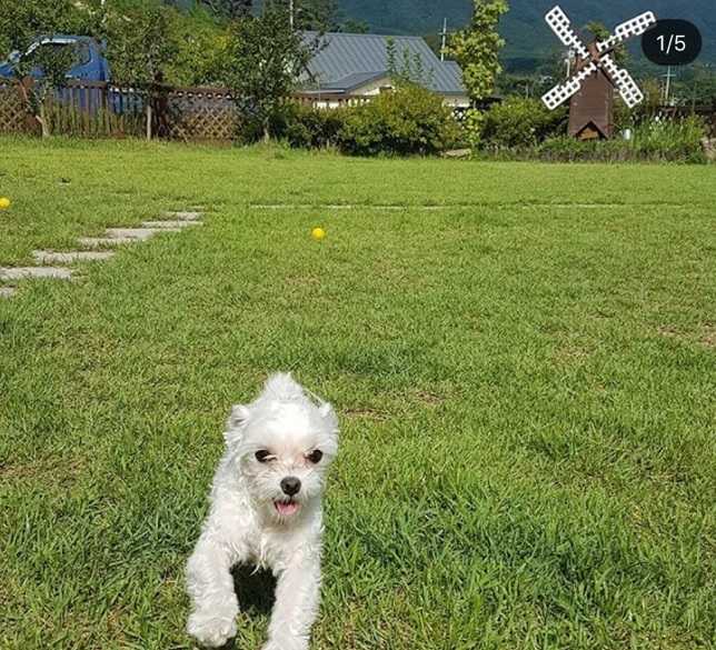  경주애견독채펜션 :: 독채로 이용 가능한 '경주통나무펜션'