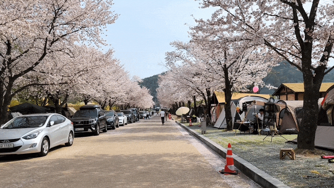  고령 캠핑장 대가야캠프 벚꽃캠, 대가야캠핑장 마상무예공연 후기