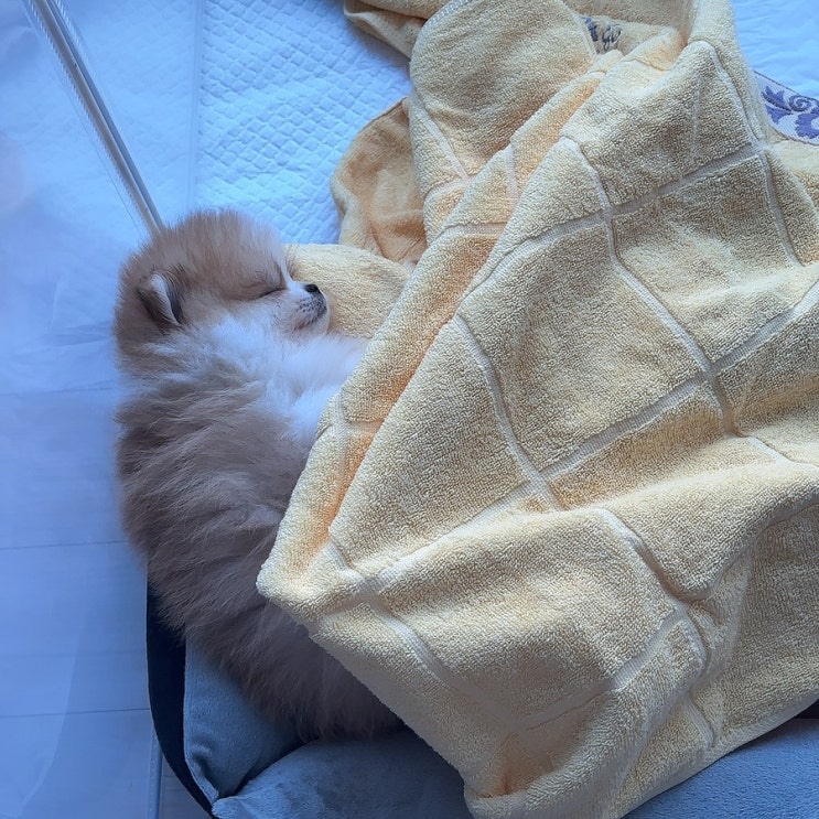  밍밍이 새로운 공간