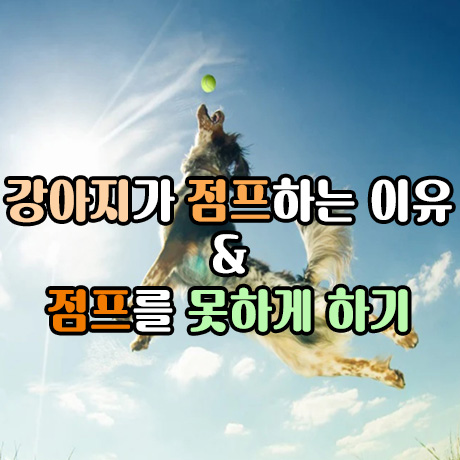  강아지 점프하는 이유는? 못하게 하기.
