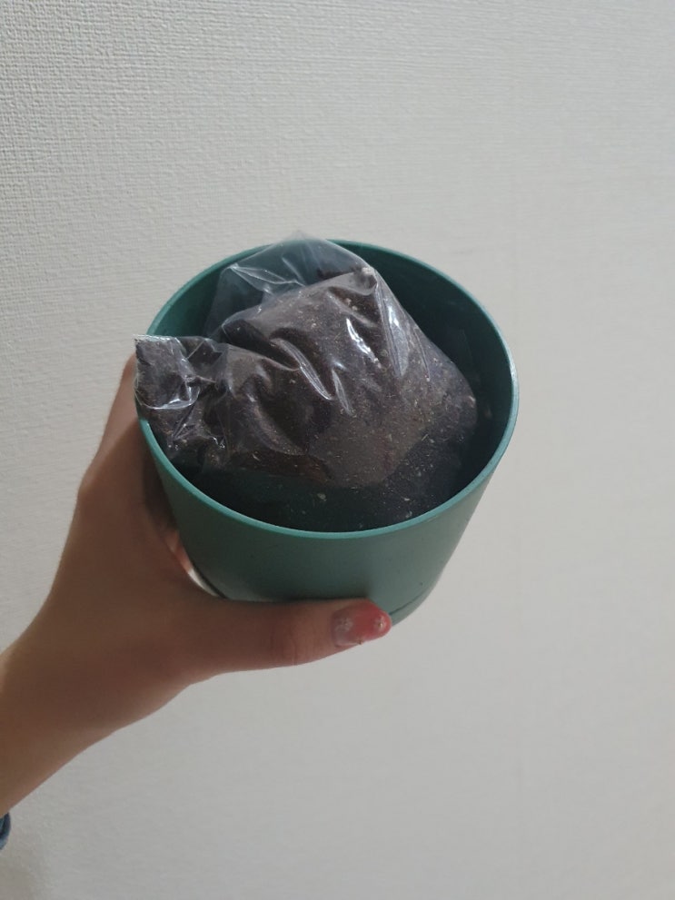  [반려 식물] 다이소 바질 재배 키트 싹 났다!