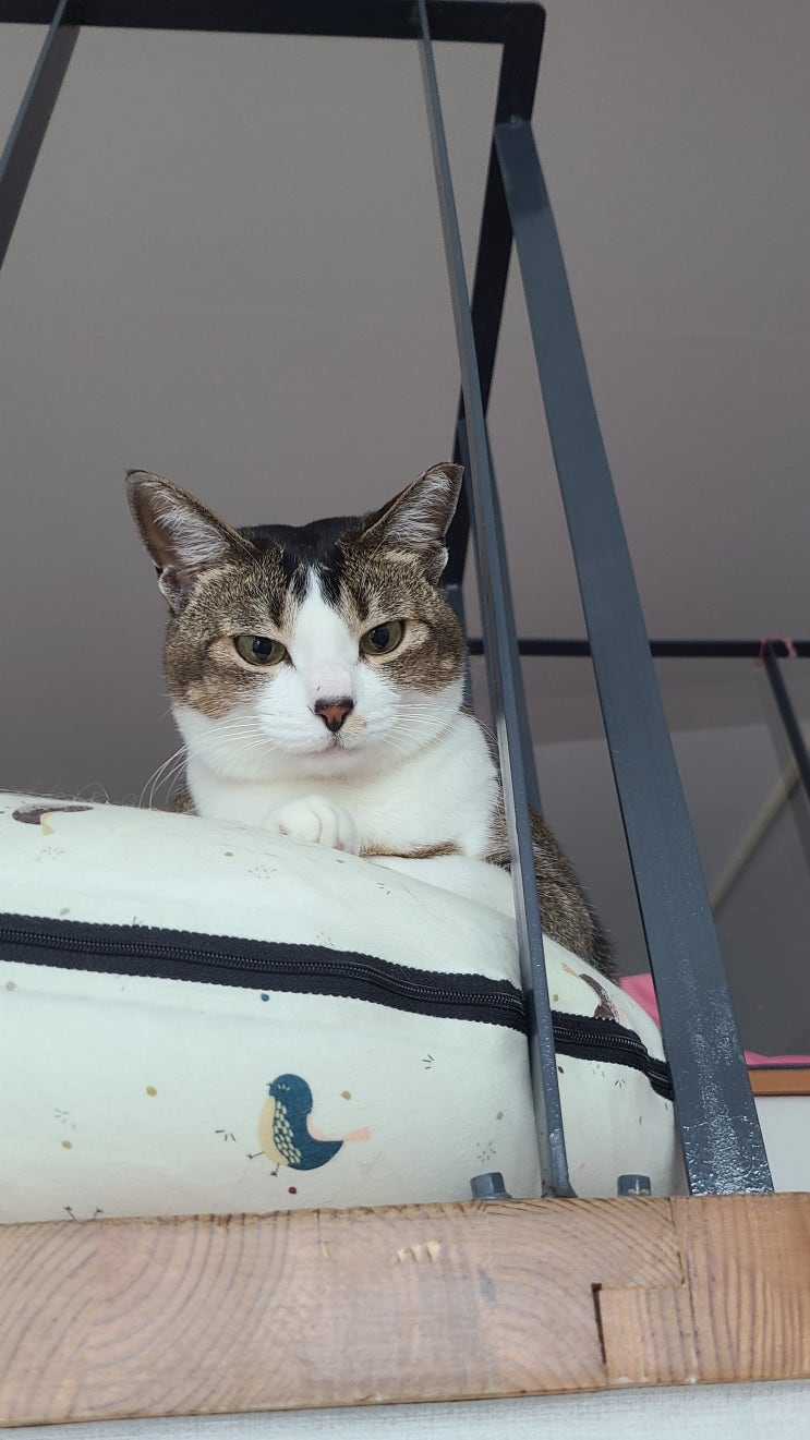  4월 둘째주 고양이 일기